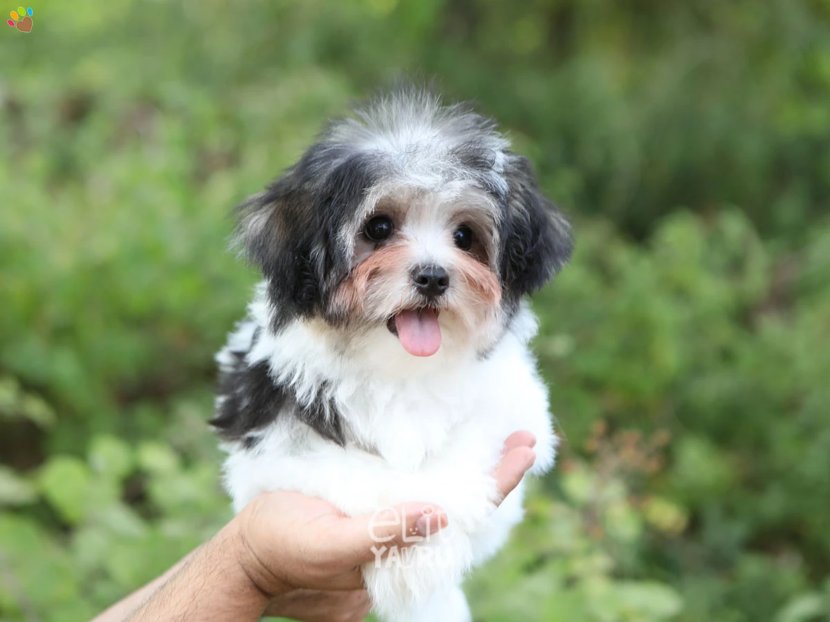 Morkie Mae