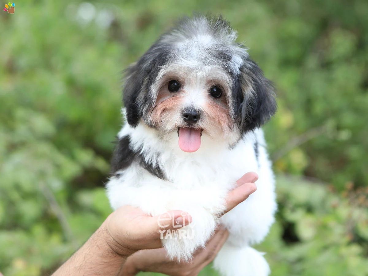 Morkie Mae 2