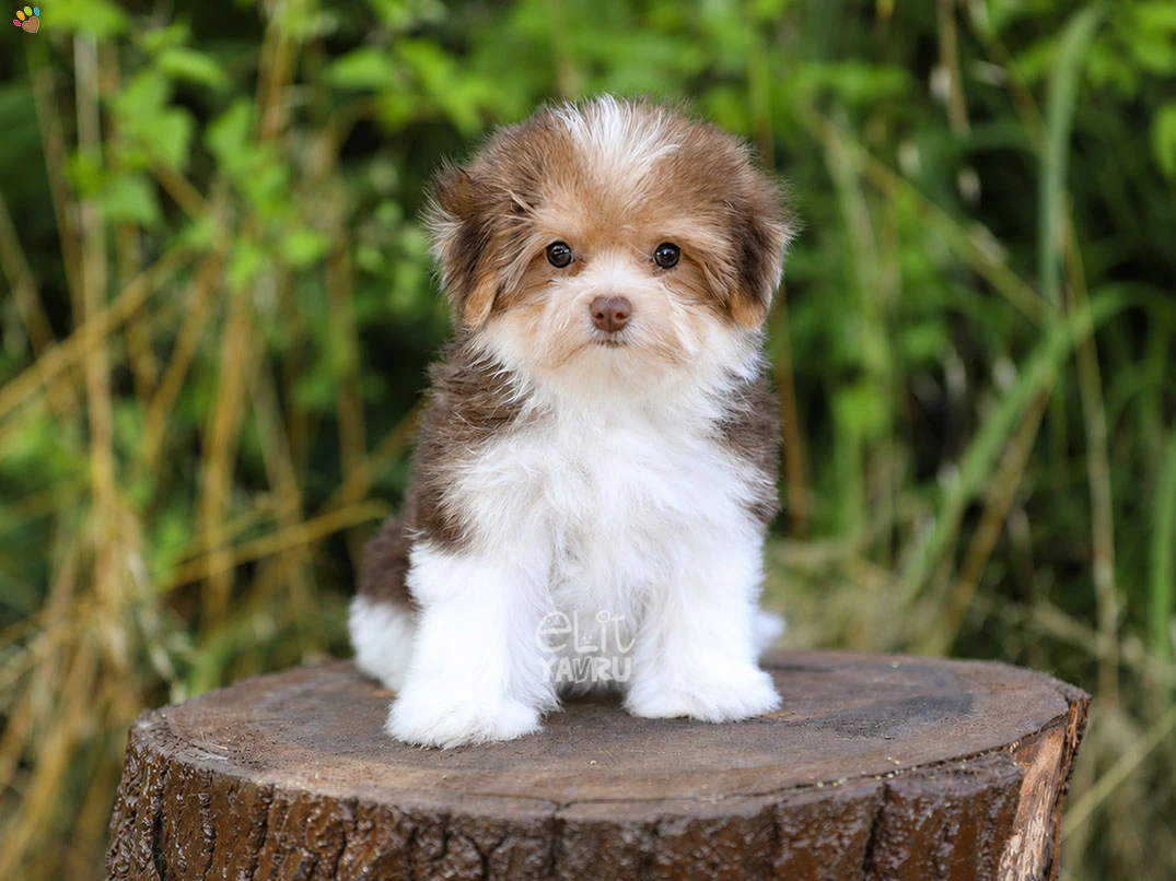 Morkie Maggia 2