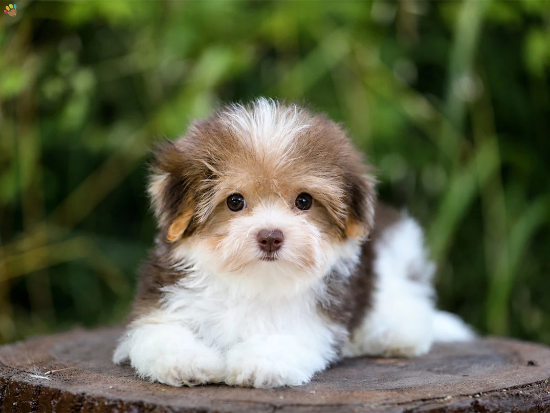 Morkie Maggia 3