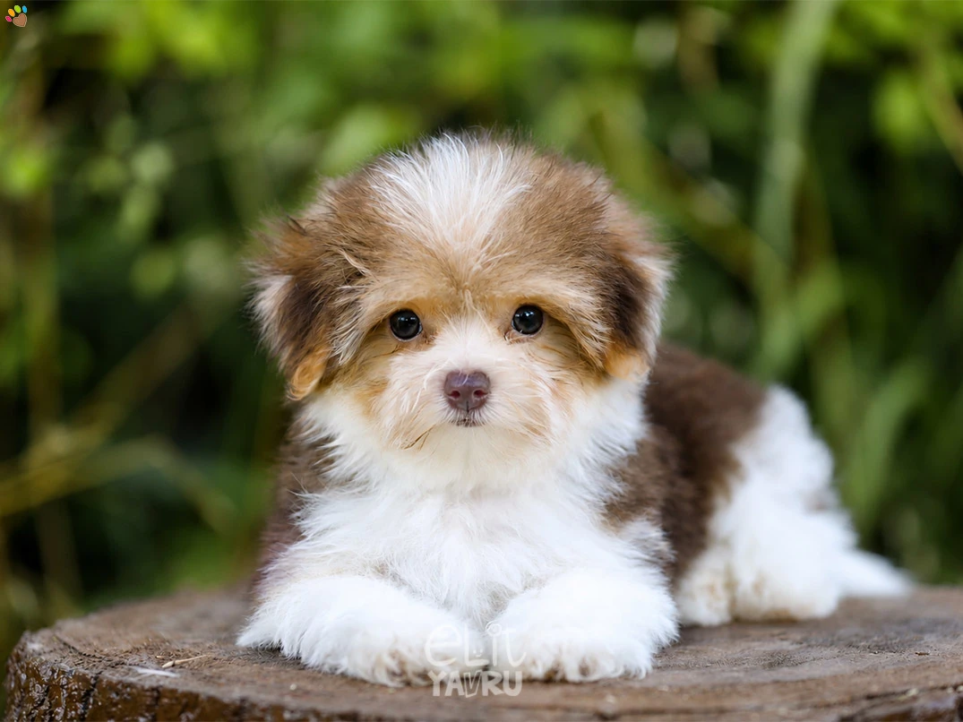 Morkie Maggia