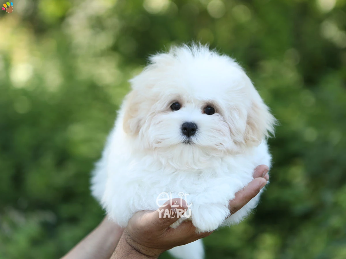 Morkie Major