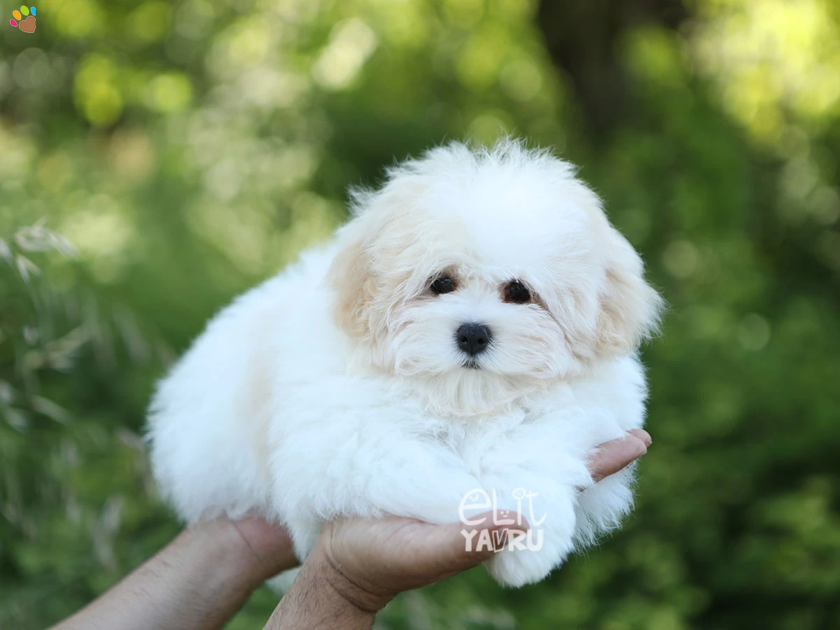 Morkie Major 1