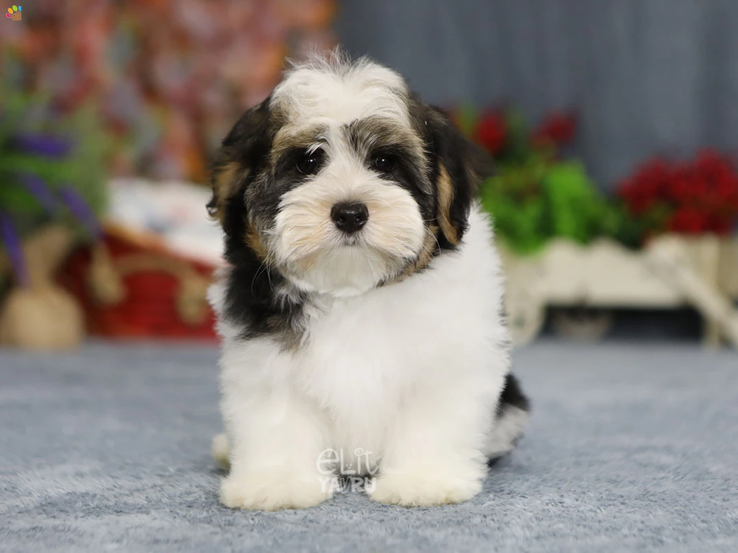 Morkie Malcom