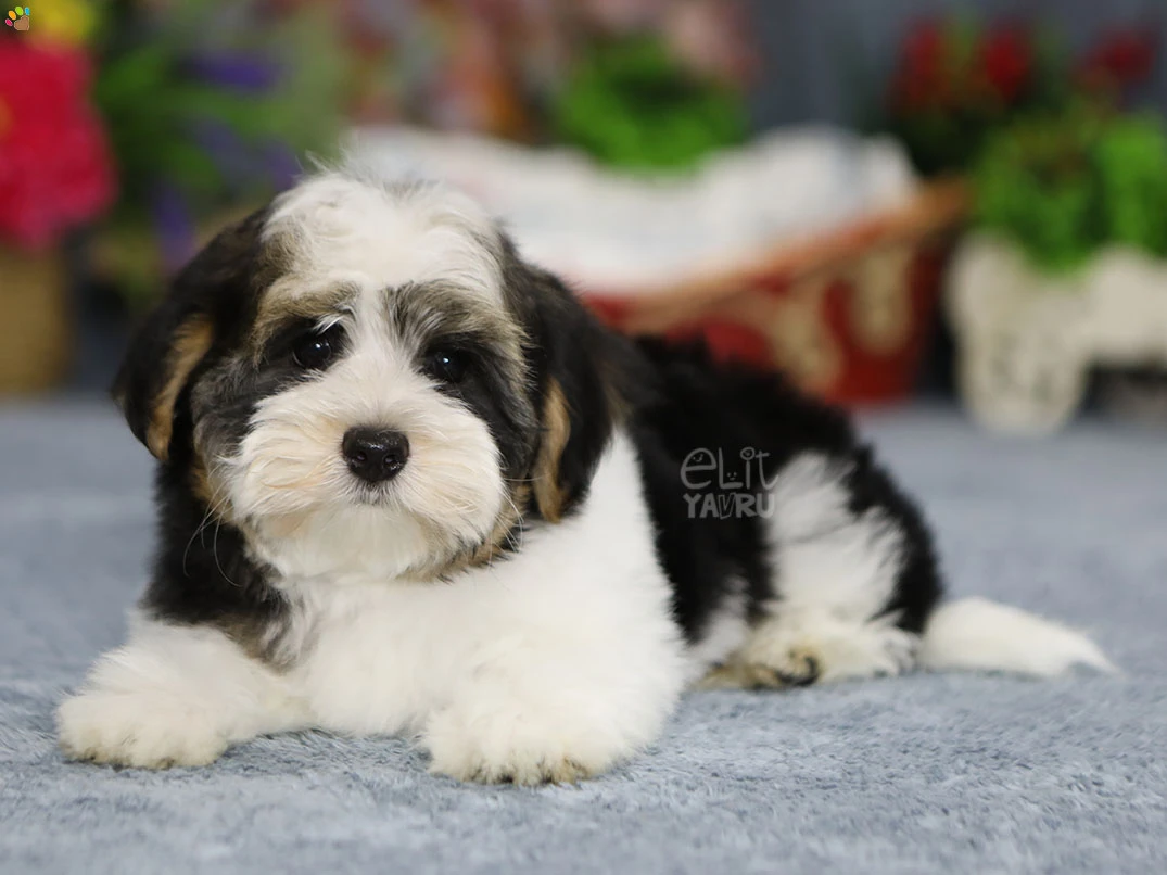 Morkie Malcom 2