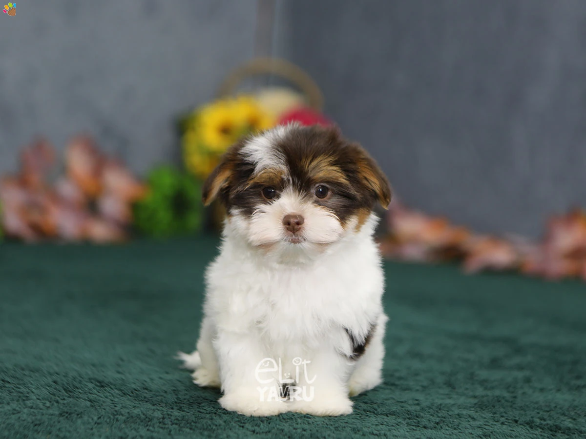 Morkie Mango