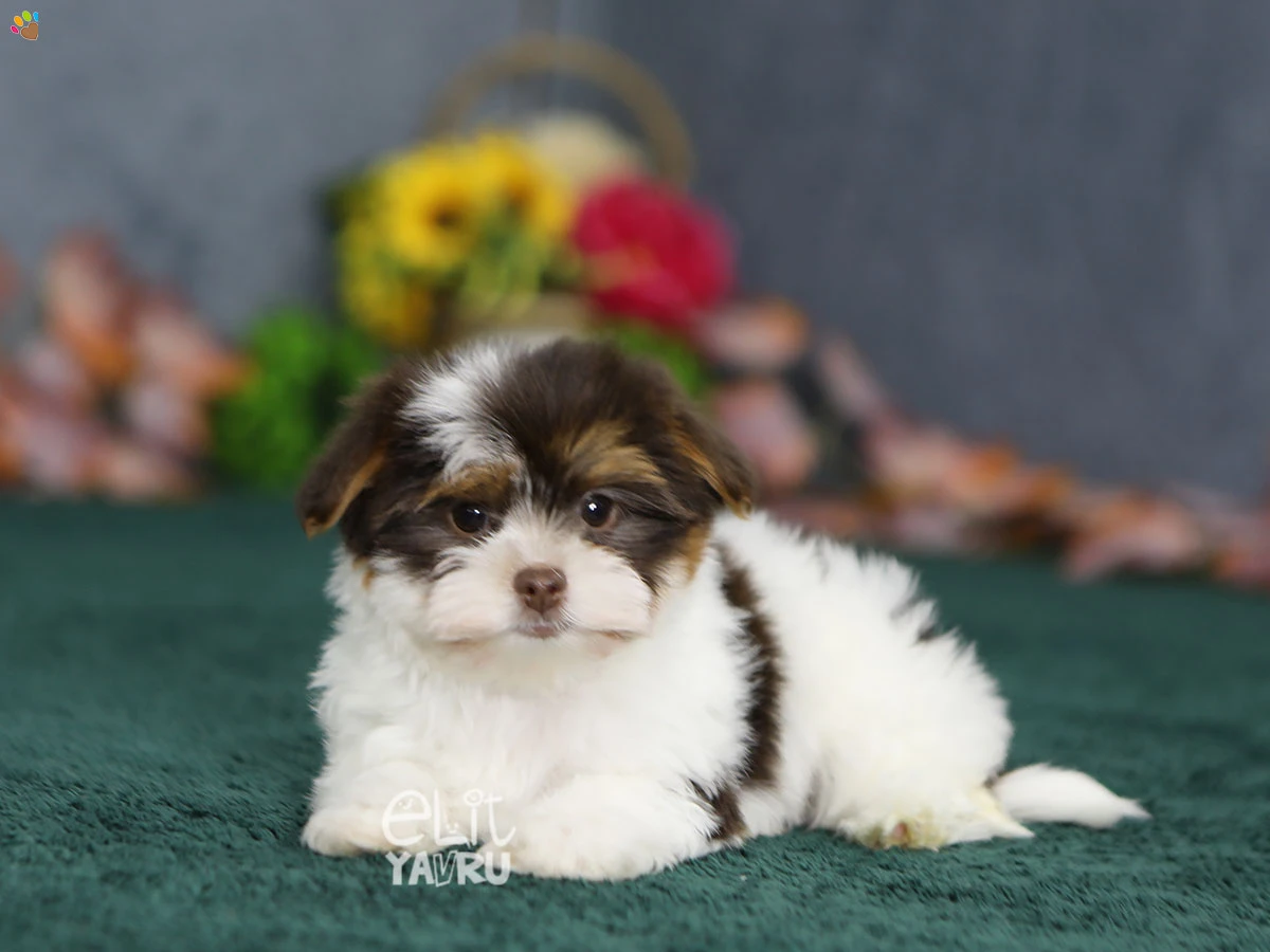 Morkie Mango 1