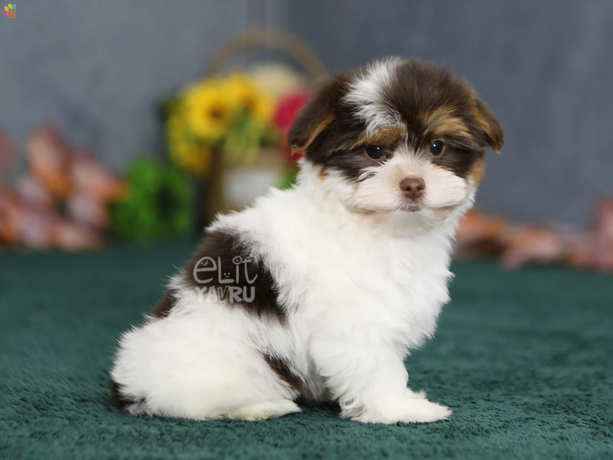 Morkie Mango 2