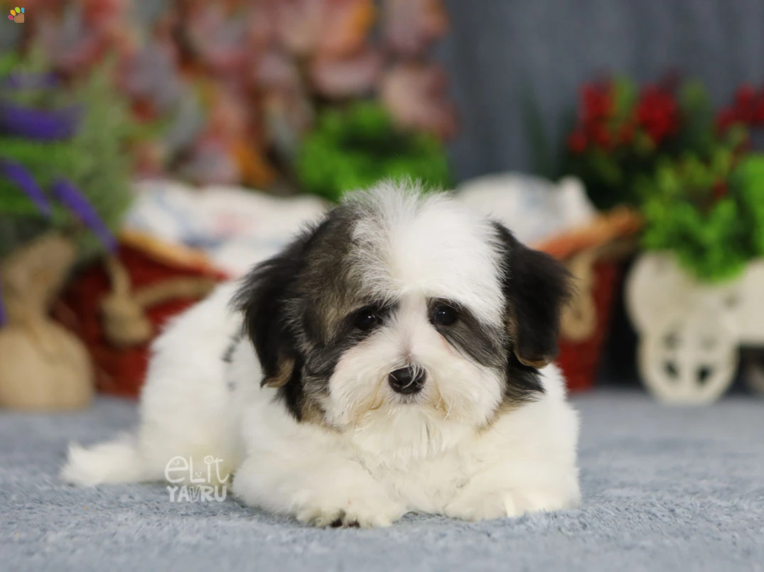 Morkie Marcello 1