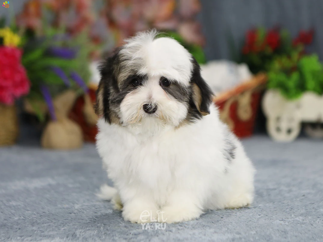 Morkie Marcello