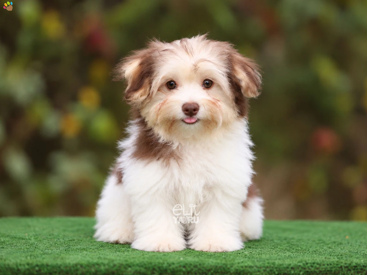 Morkie Mark
