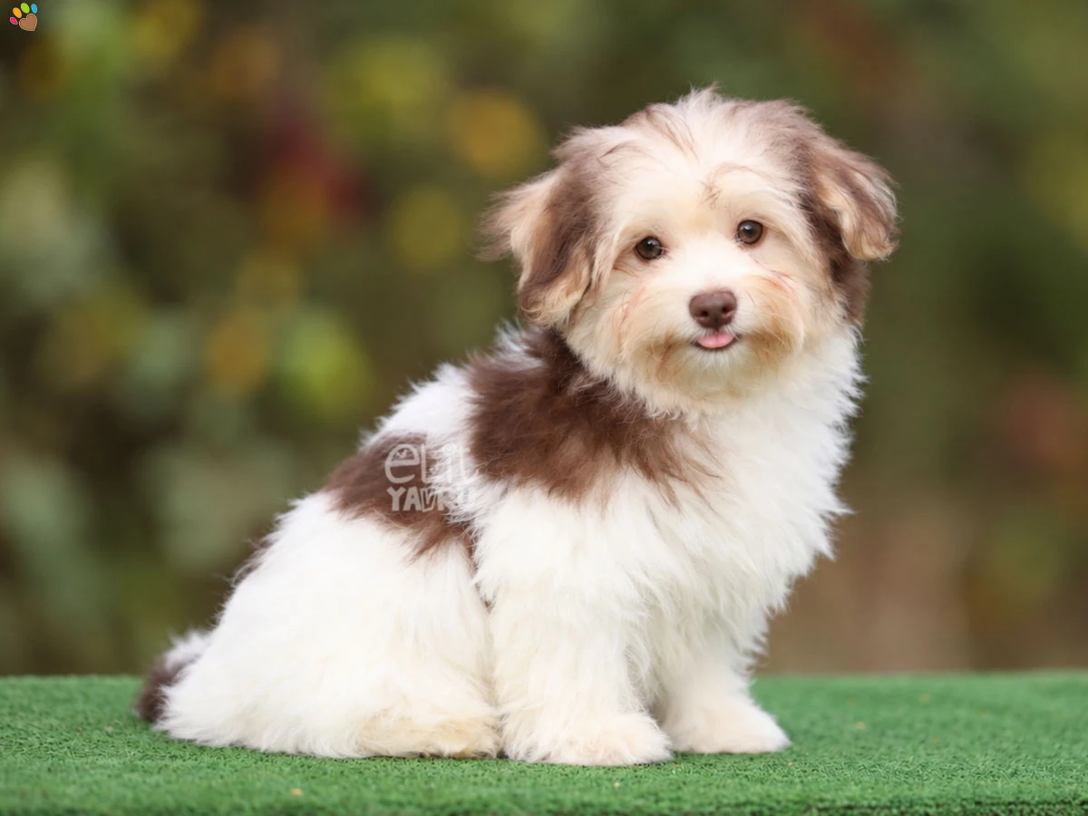 Morkie Mark 2