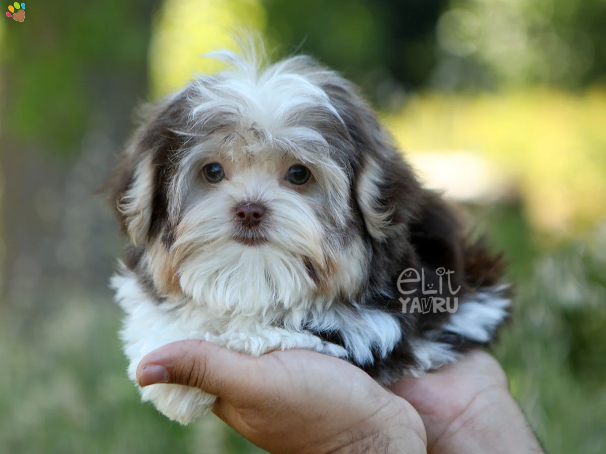 Morkie Marshall 2