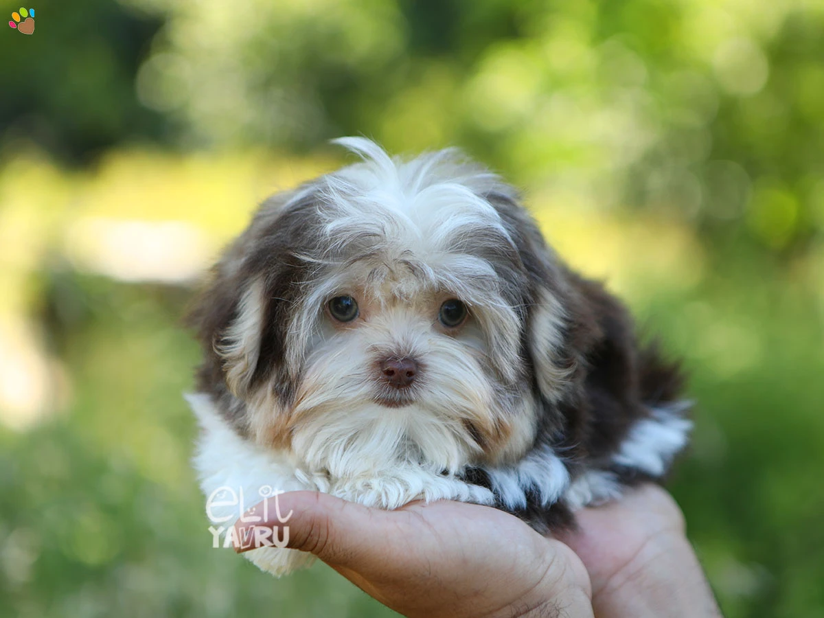 Morkie Marshall