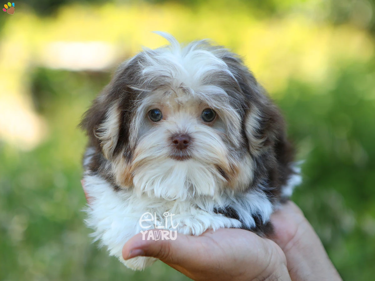 Morkie Marshall 1
