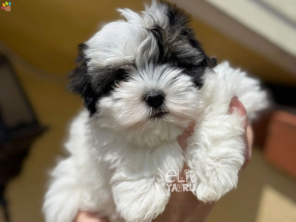 Morkie Marvin