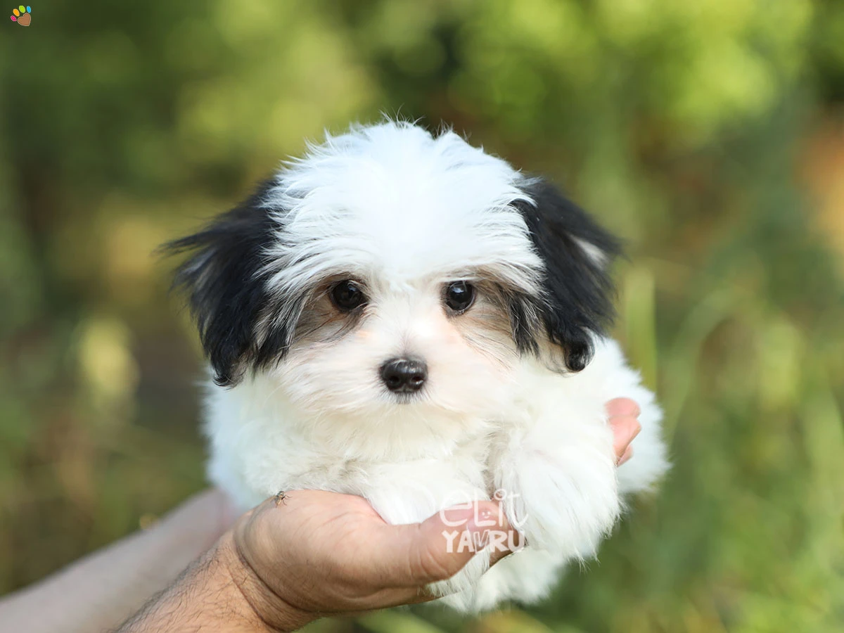 Morkie Marvin