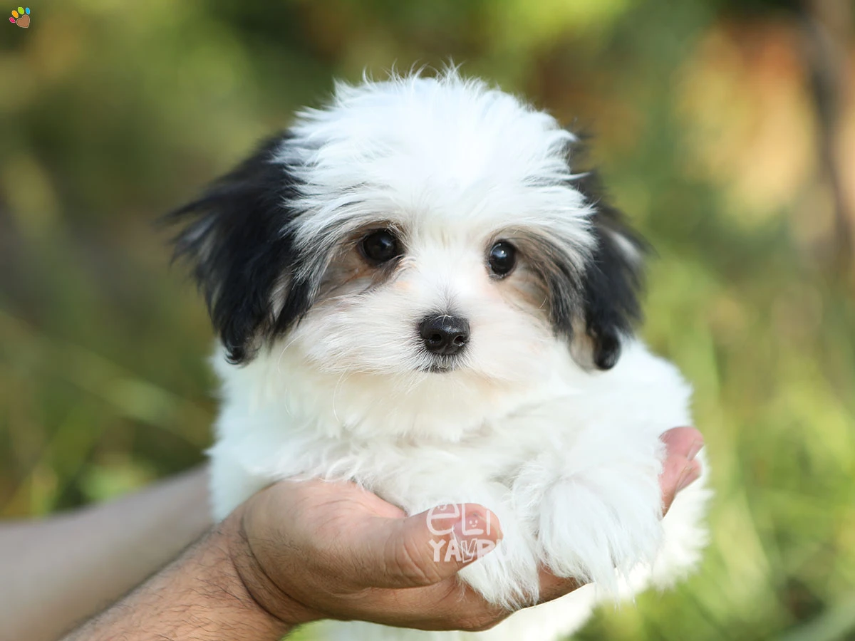 Morkie Marvin 1