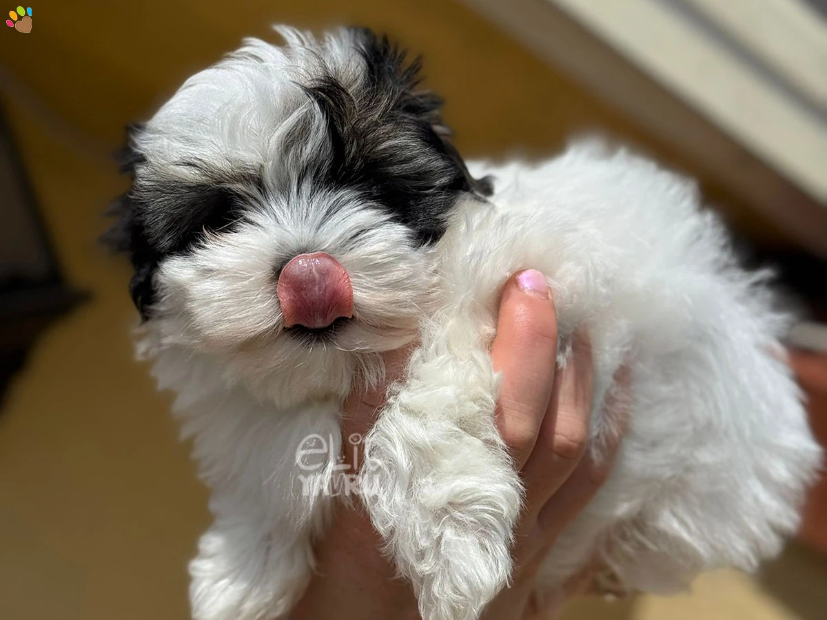 Morkie Marvin 1