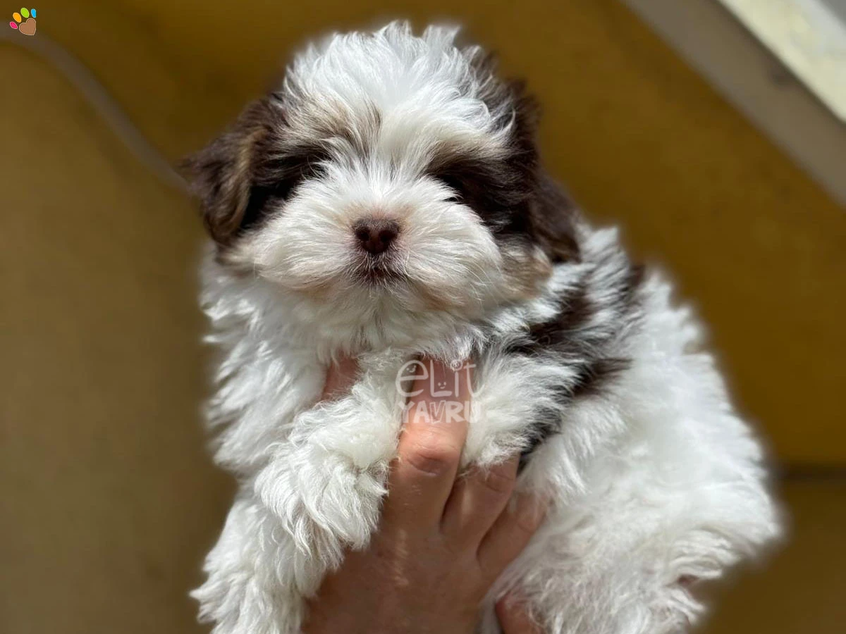 Morkie Matilda 3