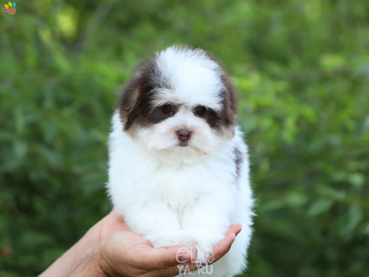 Morkie Matilda 2
