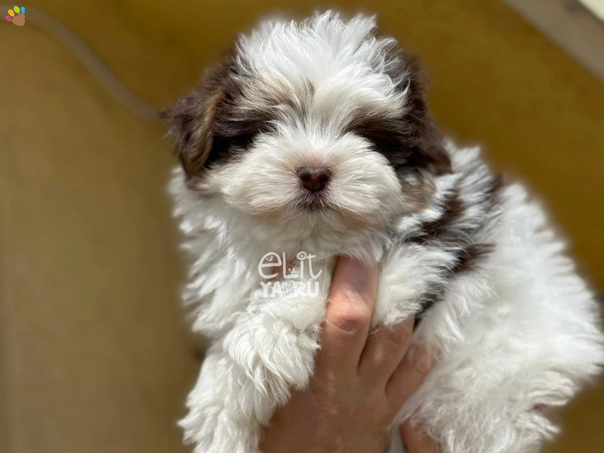Morkie Matilda