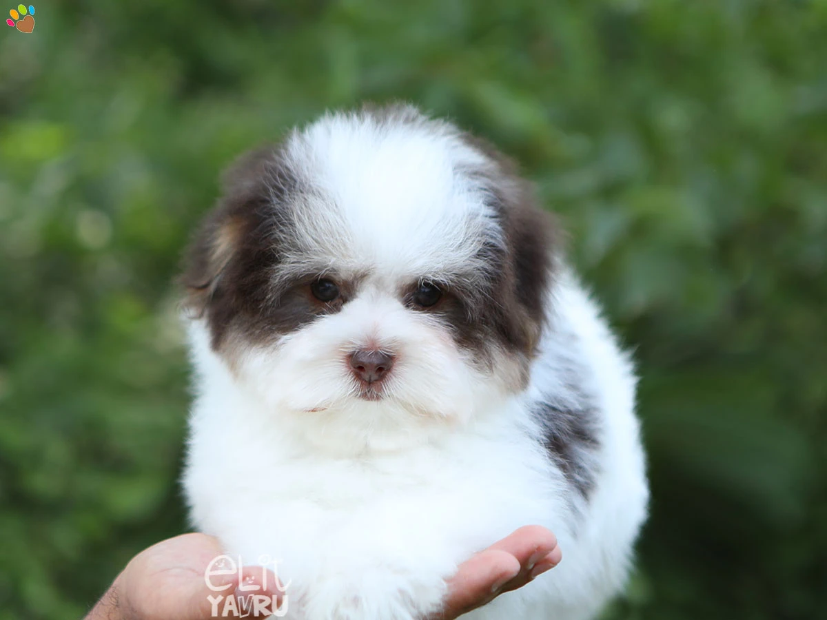 Morkie Matilda