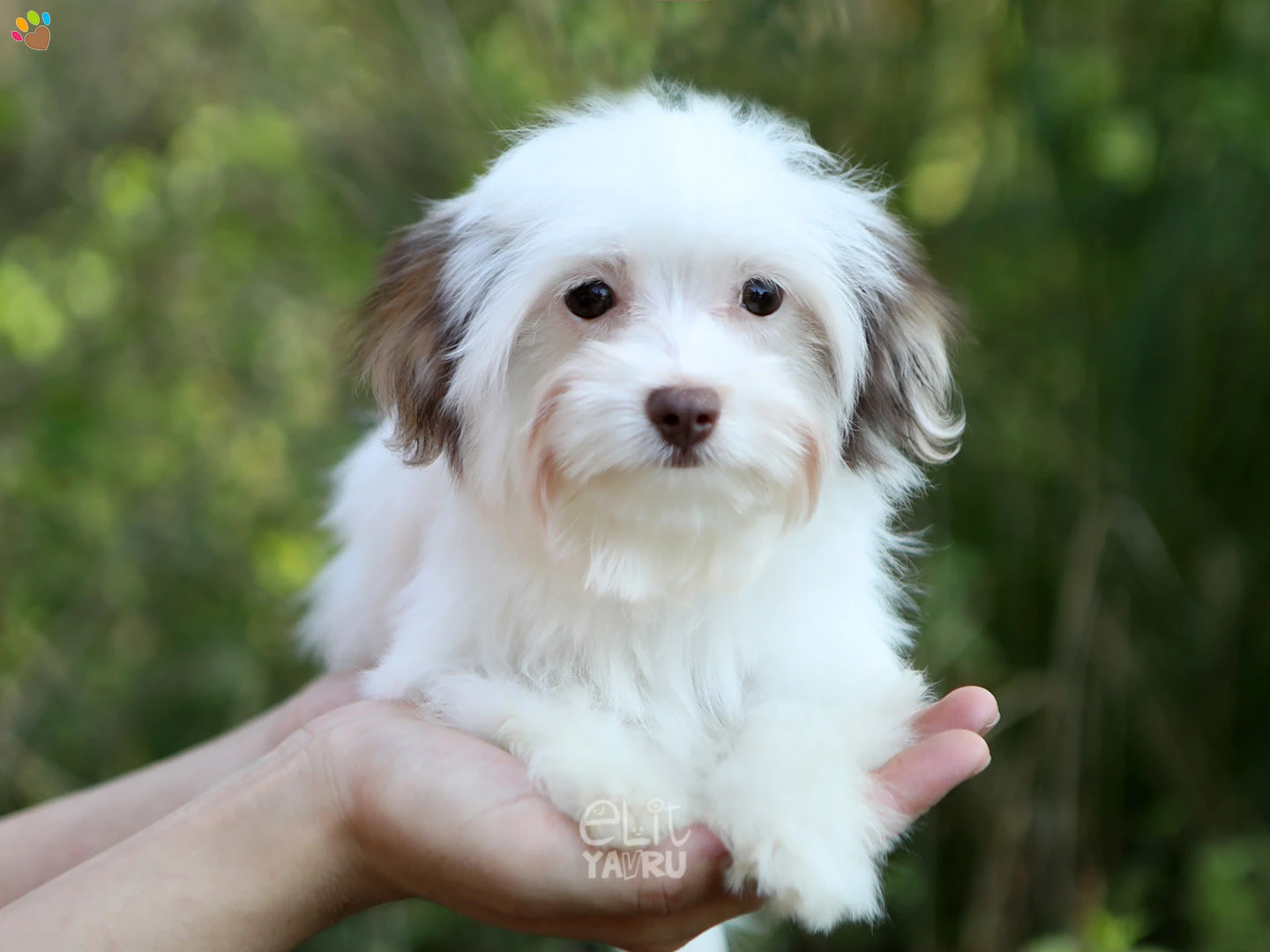  Mowgli 2