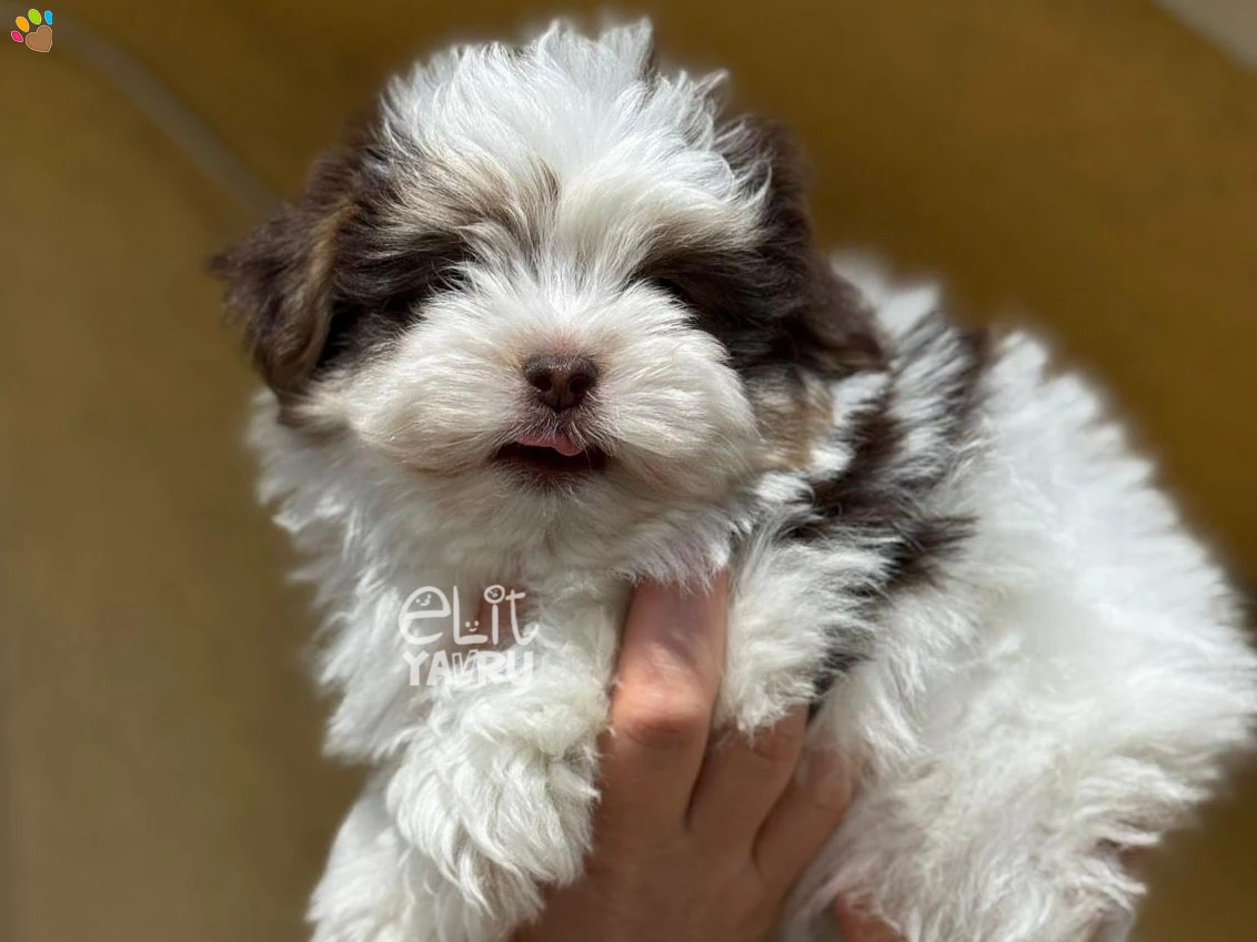 Morkie Matilda 2