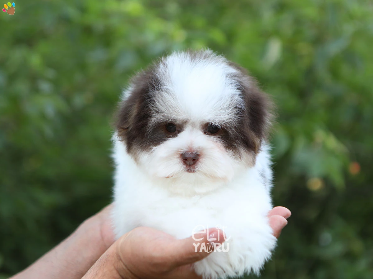 Morkie Matilda 1