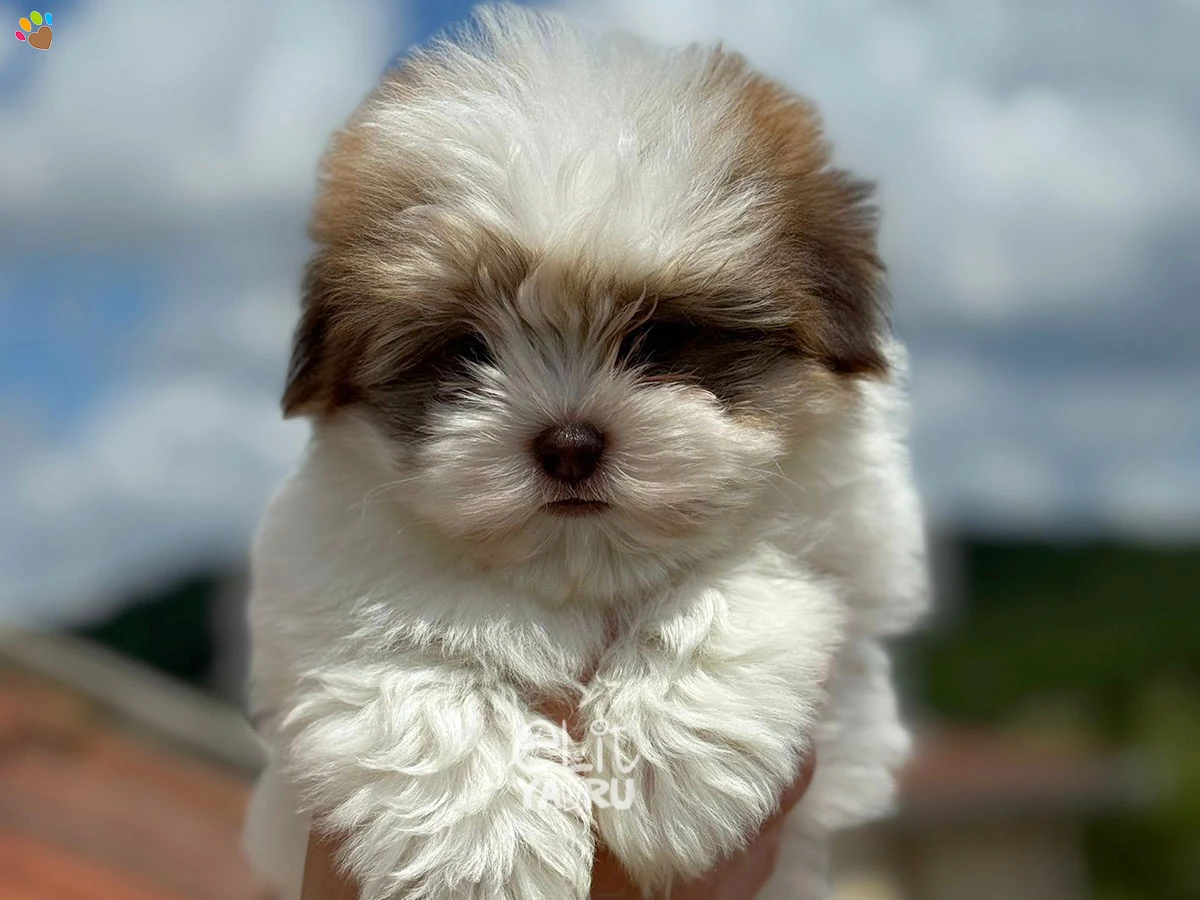 Morkie Maximus