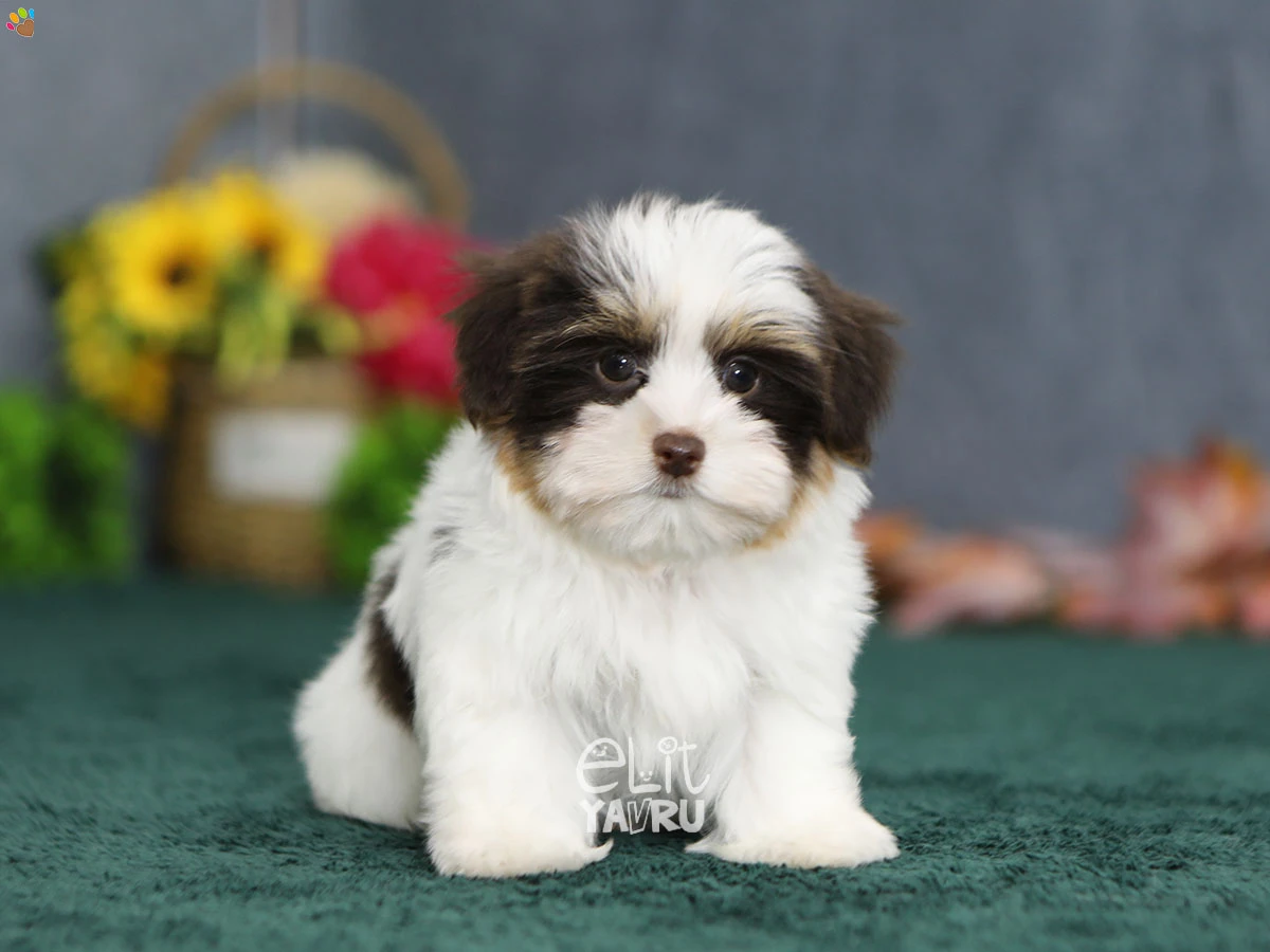 Morkie Maximus