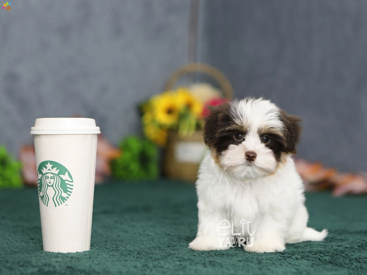 Morkie Maximus 3