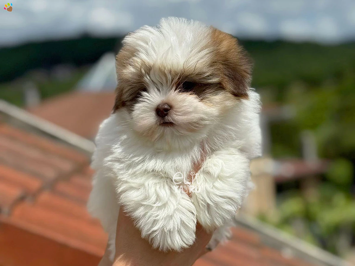 Morkie Maximus 1