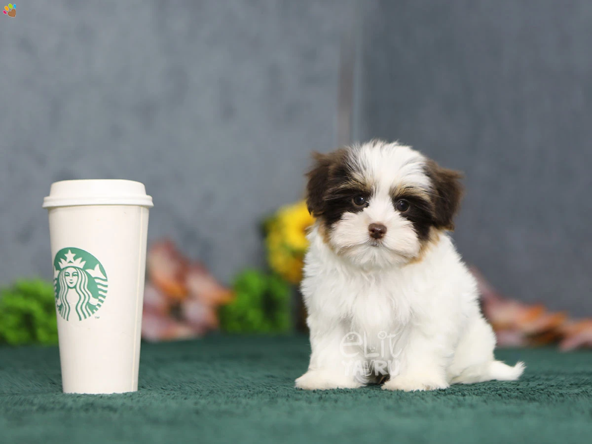 Morkie Maximus 1