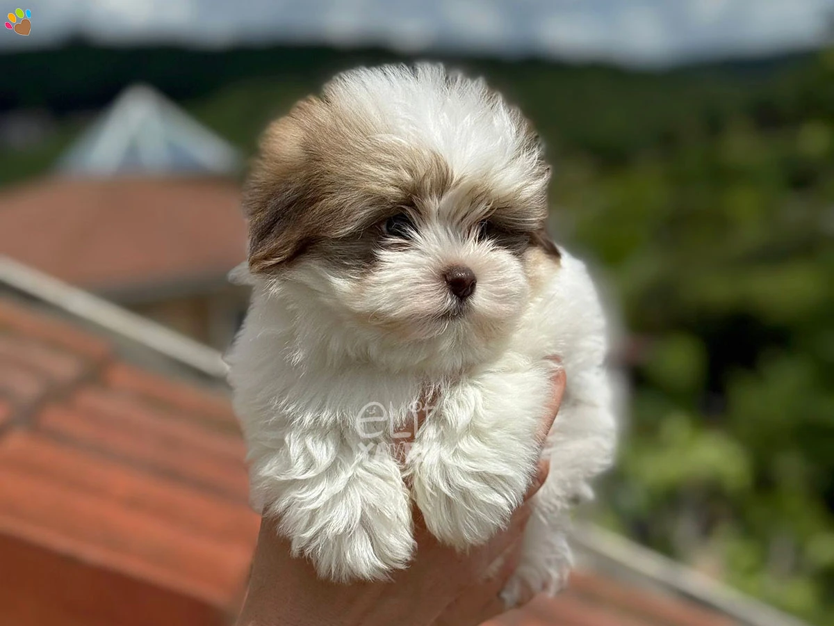 Morkie Maximus 2
