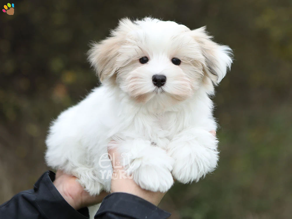 Morkie Mazi