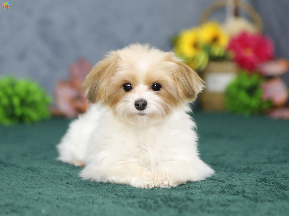 Morkie Meeko