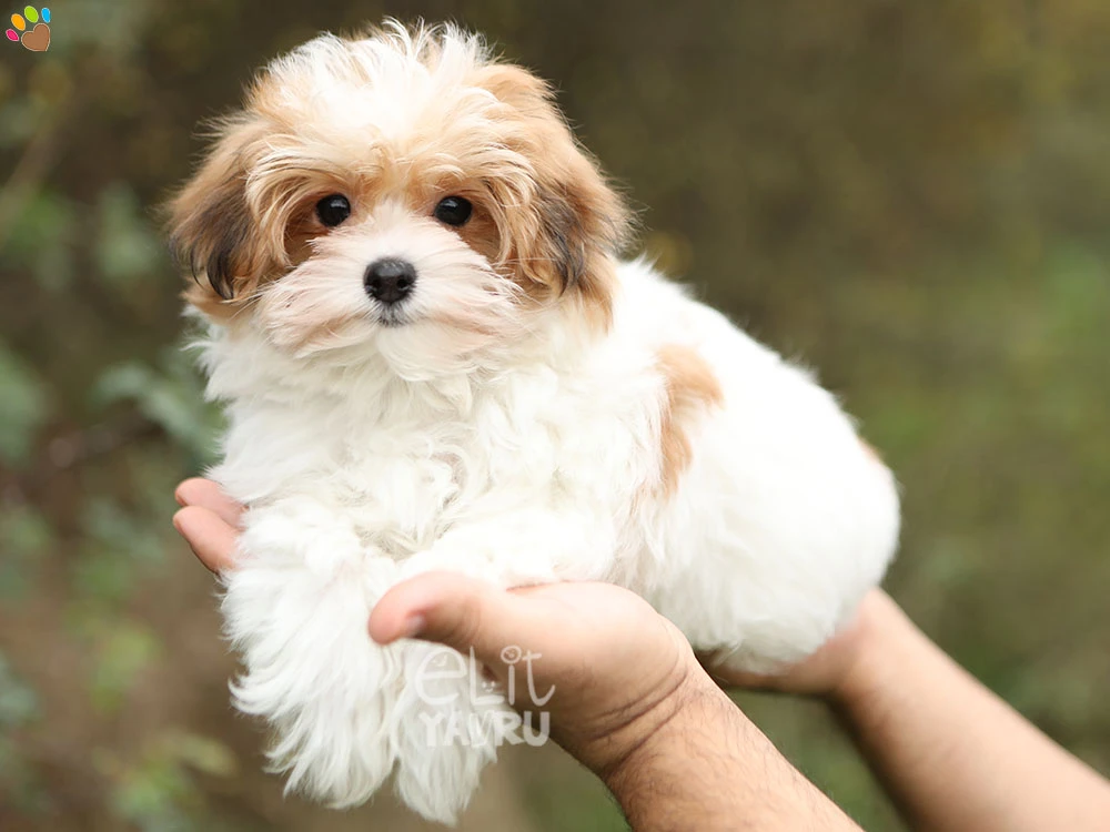 Morkie Meeko 3