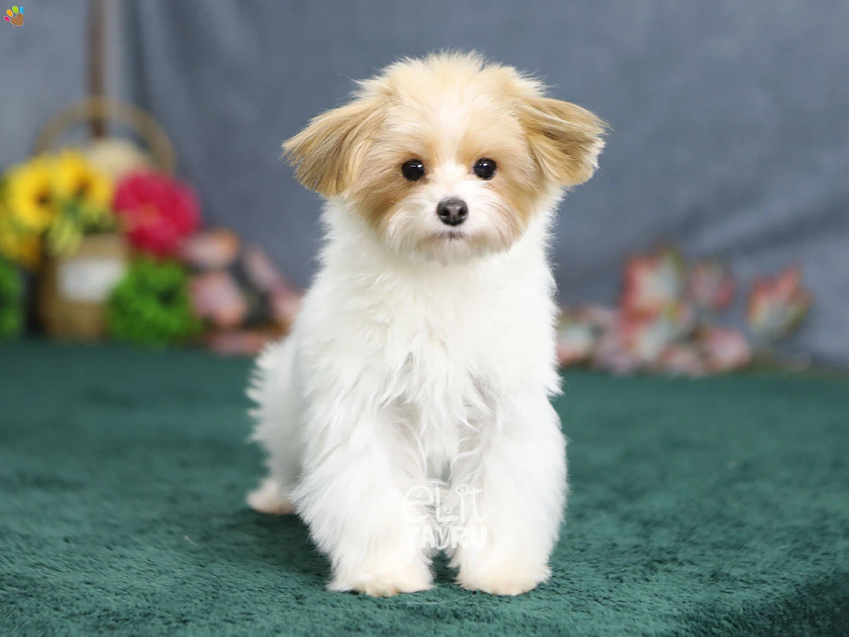 Morkie Meeko 2