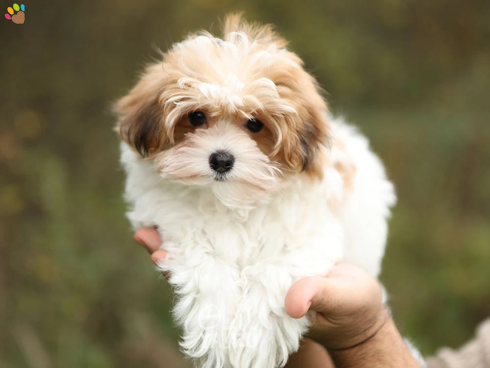 Morkie Meeko 2