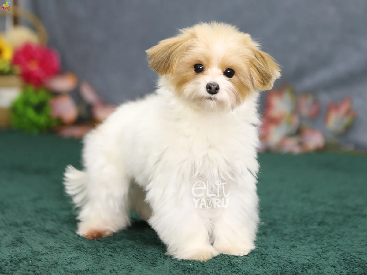 Morkie Meeko 1