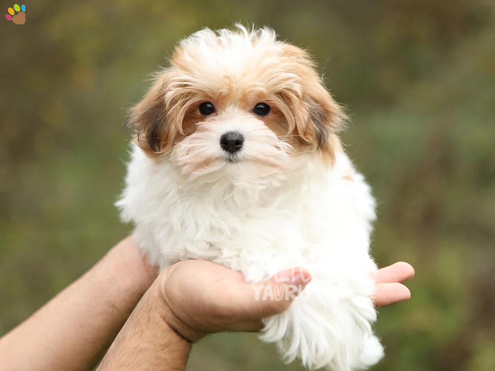 Morkie Meeko