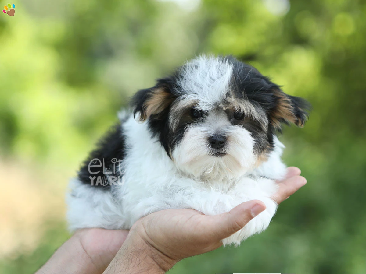 Morkie Mickey 1