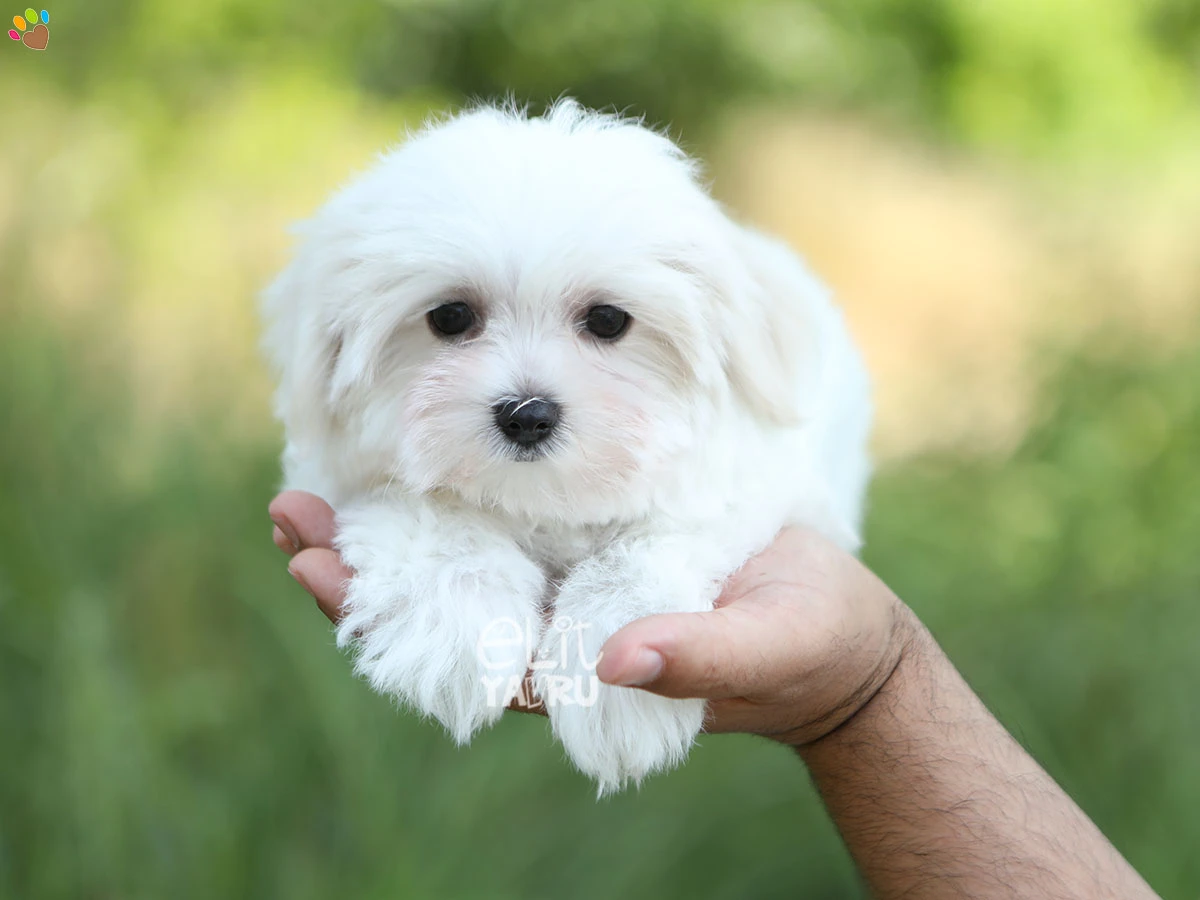 Morkie Mika 1