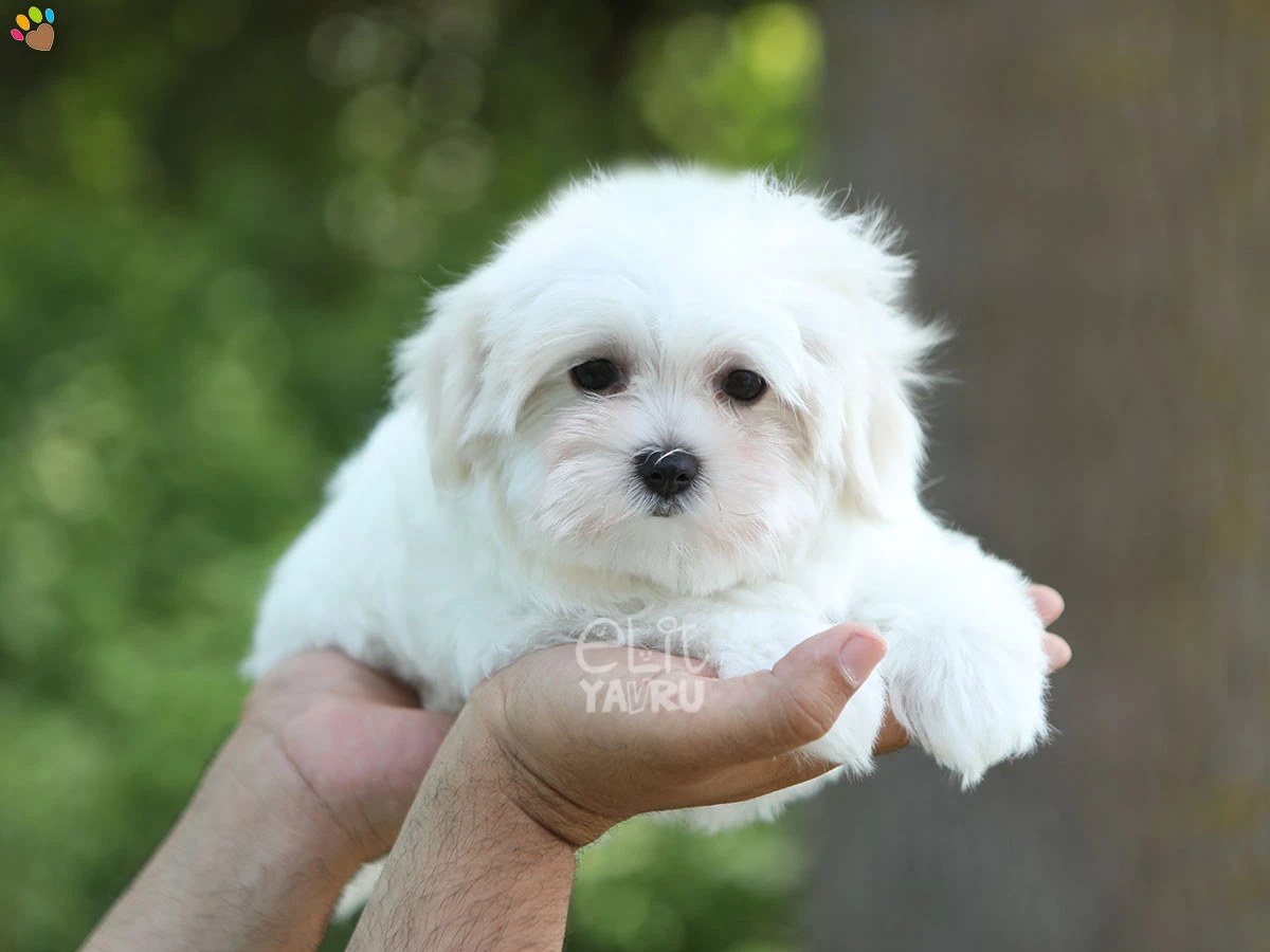 Morkie Mika