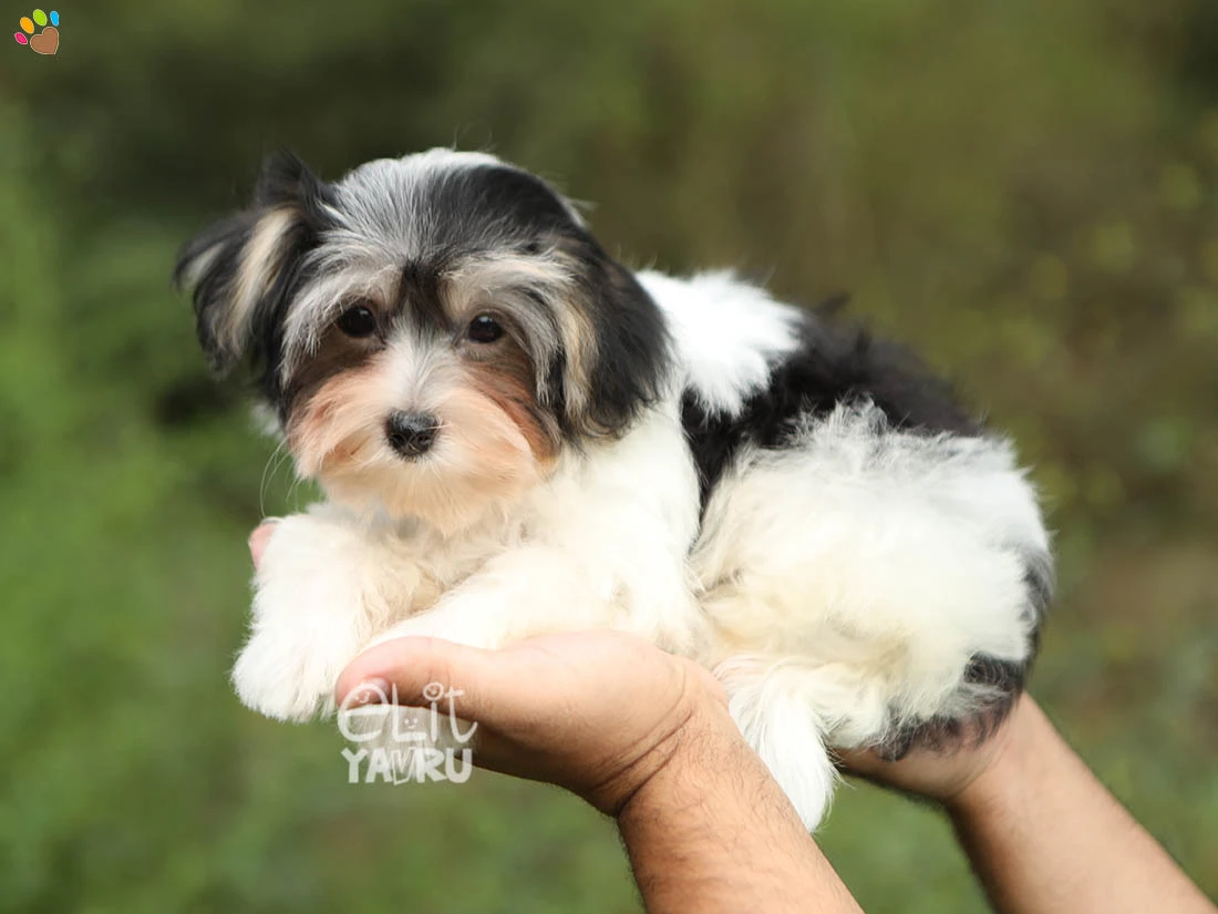 Morkie Milo 2