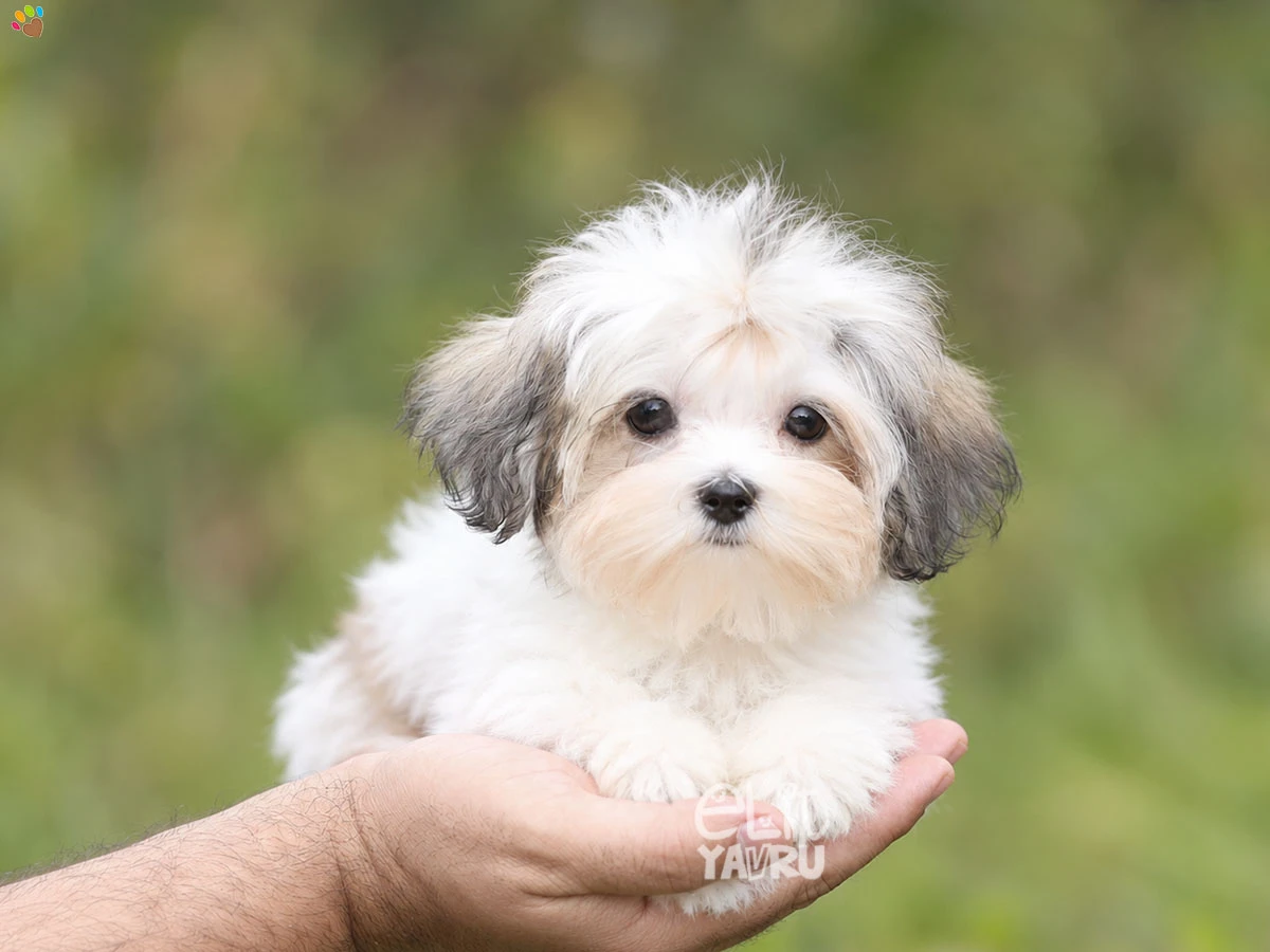 Morkie Missy 2