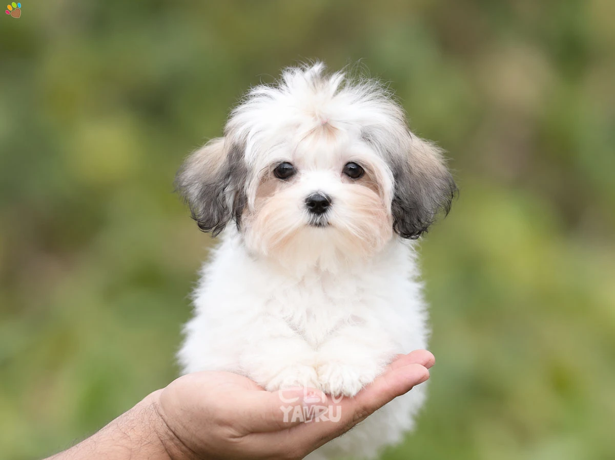 Morkie Missy