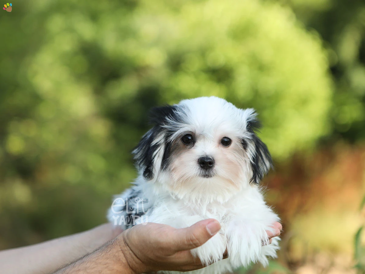 Morkie Mist 2